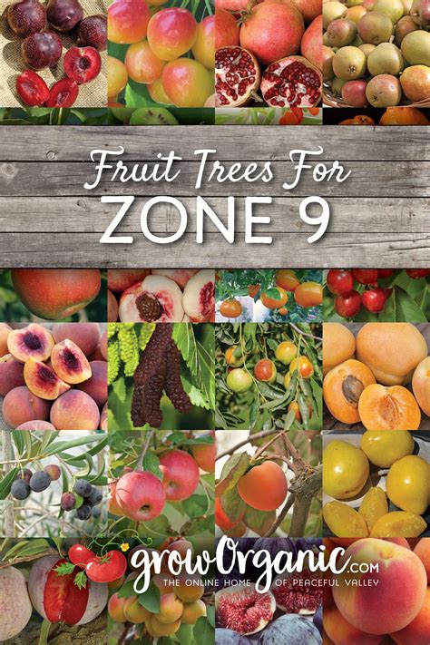 Fruit And Nut Producing Trees For Usda Hardiness Zone 8b Artofit