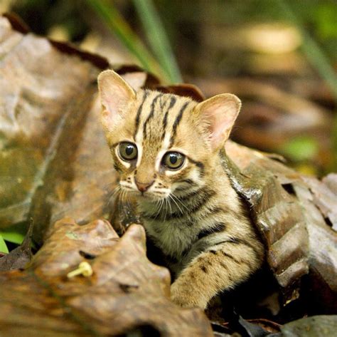 18 Pictures Of Mysterious Rusty Spotted Cats One Of The Smallest Wild