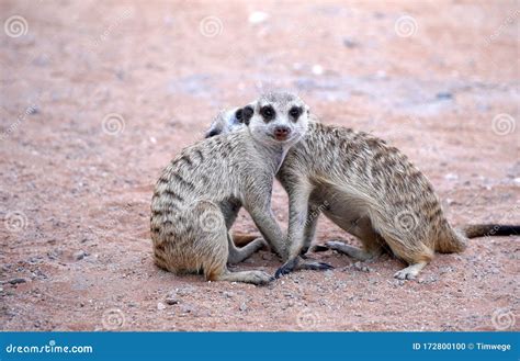 Cute Meerkat In South African Park In Kalahari Desert Stock Photo