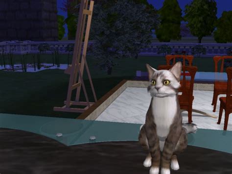 Mod The Sims Pretty Kitty Maine Coonpersian Cross