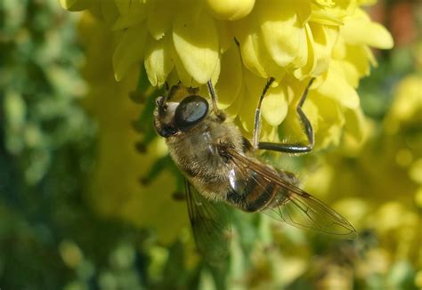 Urban Pollinators Mahonia A Magnificent Magnet For Winter Active
