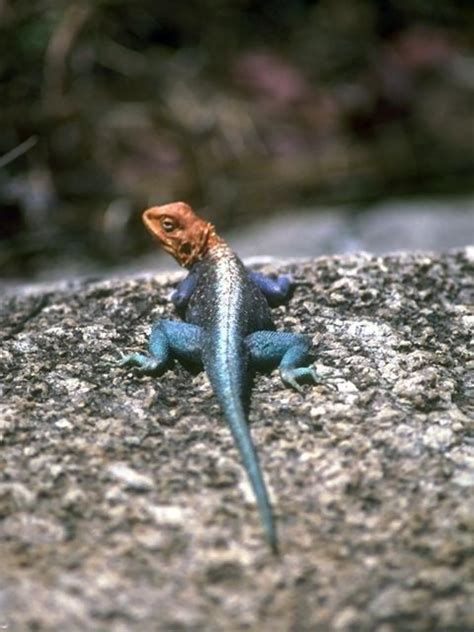 Lizard Free Stock Photo A Blue And Red Lizard On A Rock 2755