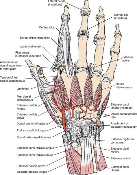 Carpal Tunnel Syndrome Hand And Wrist Anatomical Model Lupon Gov Ph