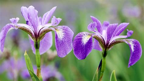 Purple Flowers Irises 1920x1080 Wallpaper High Quality