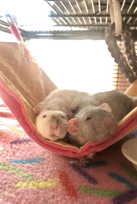 Why You Should Consider Getting Pet Rats Pethelpful