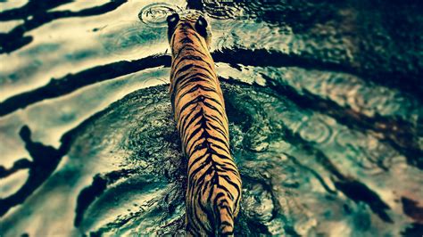 Tiger In Disneys Animal Kingdom Wallpapers Hd