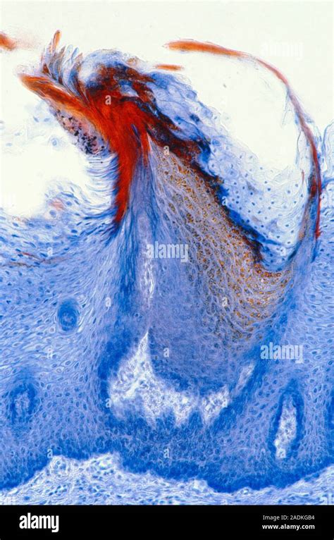 Tongue Papilla Light Micrograph Of A Longitudinal Section Through A