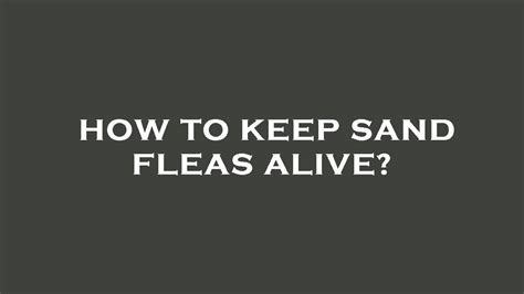 How To Keep Sand Fleas Alive Youtube