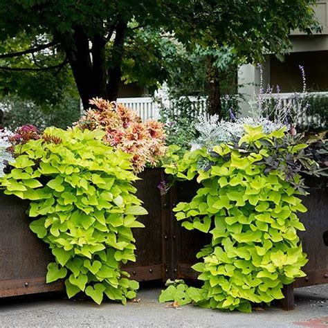 After the sun dropped, the temperature plummeted well below freezing and i was forced to go into a cafe for dinner. 10 Plants That Grow Surprisingly Well in Containers ...