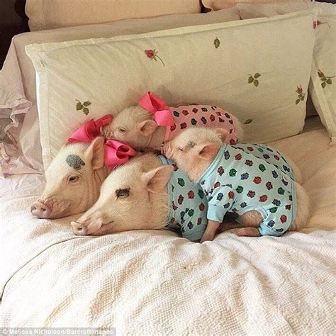 Are These The Worlds Most Stylish Pigs Baby Pigs Cute Baby Pigs