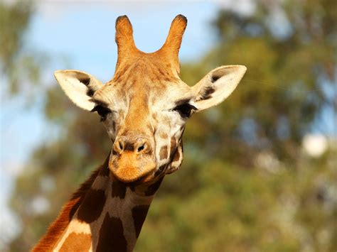 Owner Of Giraffe Killed After Hitting Head On Bridge In South Africa Could Face Action