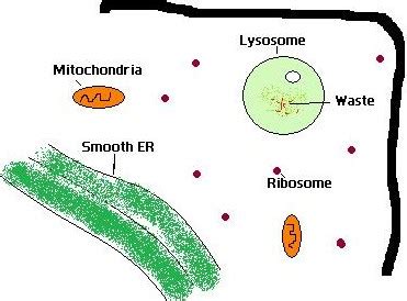 H cytoplasm e lysosome f mitochondria a centriole g endoplasmic reticulum m vacuole d plasma. Difference Between Lysosome and Peroxisome ...