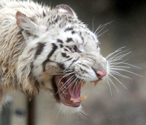 Dagensinn White Tiger In Water