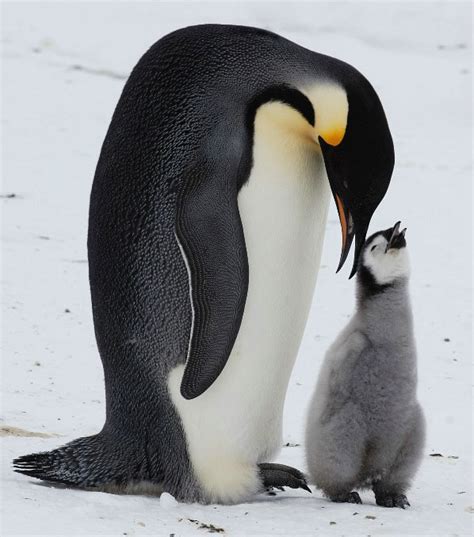 Wallpaper Animals With Their Babies