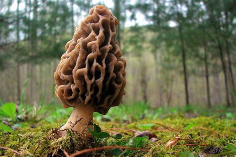 Morel Mushroom Hunting Tips The Blog Of The