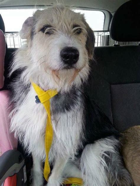 Lexy 10 Month Old Female Bearded Collie Cross Dog For Adoption