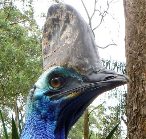 The Southern Cassowary The Most Dangerous Bird On Earth The Ark In