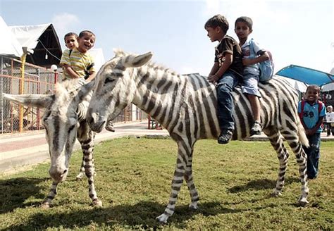 Gaza Zoo Unveils A Zebra To Dye For New York Daily News