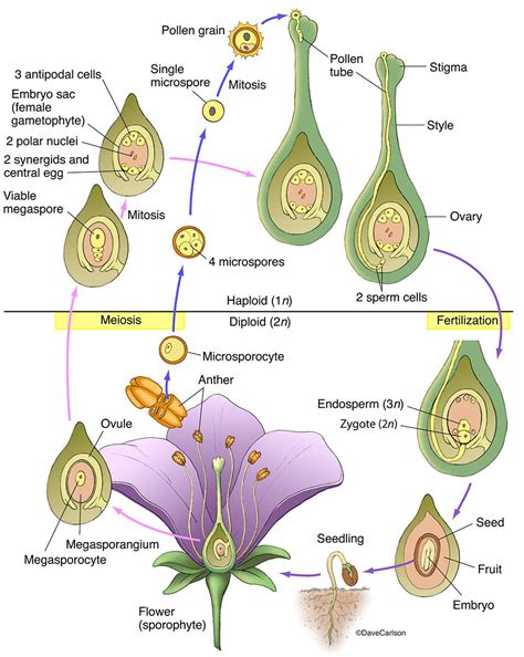 Angiosperm Structure And Life Cycle Photo Biology Plants Flower Life