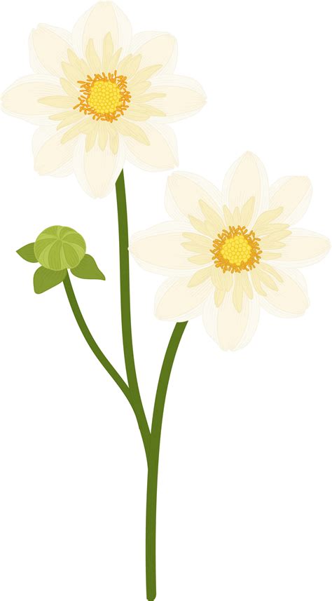 White Dahlia Flower Hand Drawn Illustration 10171182 Png