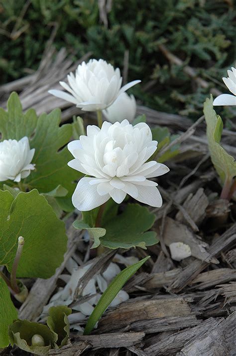 Double Flowered Bloodroot Sanguinaria Canadensis Flore Pleno In