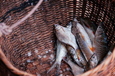 Mengenal Jenis Ikan Air Tawar Endemik Indonesia Yang Bisa Dikonsumsi