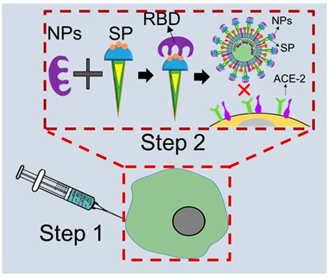 Ijms Free Full Text Nano Enabled Antivirals For Overcoming Antibody