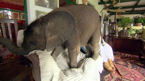 Orphaned Baby Elephant Loves His New Home