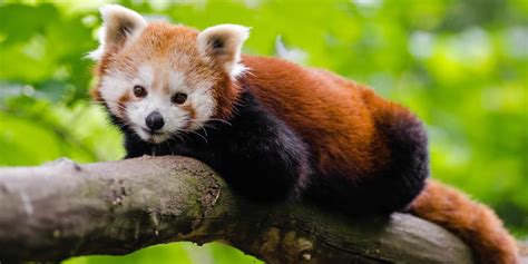 Red Panda Habitat Destruction