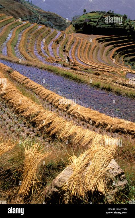 China Guangxi Longsheng Dragon S Backbone Rice Terraces Rice Harvest Stock Photo Alamy