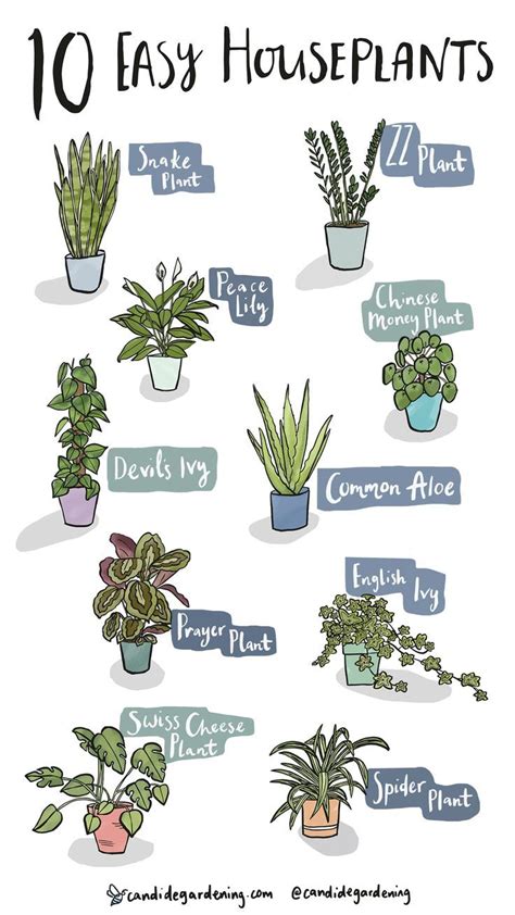 Names Of House Plants For Indoors F