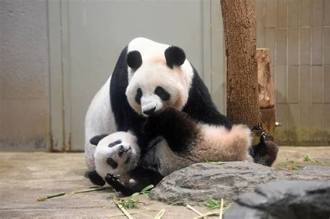 Search for text in self post contents. 「恩賜上野動物園」の子どもが学べて遊べるスポットを厳選 ...