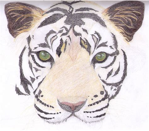 Simple Tiger Face Drawing At Explore Collection Of