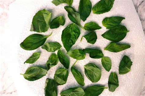 How To Dry Fresh Basil In The Microwave Quick And Easy Dinners Done