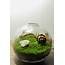 Live Moss Terrarium Minimalist  Small Glass