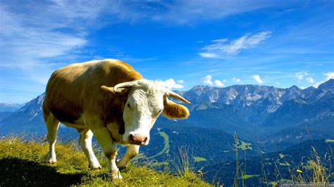 Cow In The Mountains Hd Wallpaper Background Image 2560x1440 Id