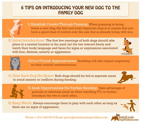 How To Introduce Your Dogs Introducing Dogs Vets4pets Photos