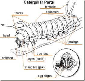 Parts of the body male. PoDiTaNS: Caterpillar Project - homeschooling Hijacking a ...