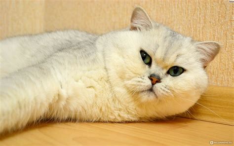 Британская короткошёрстная кошка шиншилла 33 фото