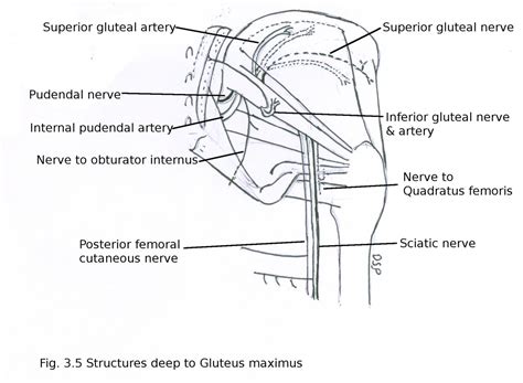 Anatomy Of The Gluteal Region