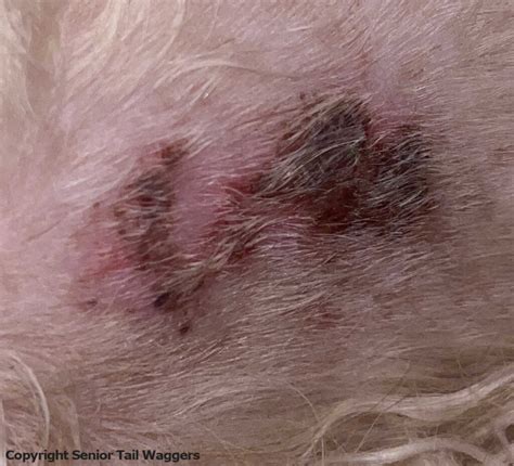 How Do You Treat Scabs On Dogs