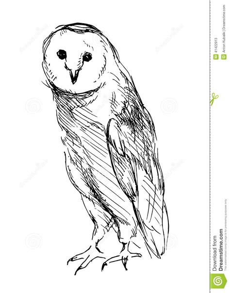 Barn Owl Stock Vector Illustration Of Front Animal 41422913