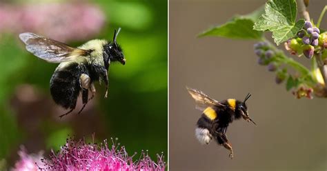 Bumblebee Insect Sting