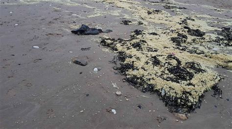 Weird Substance Washes Up On East Coast