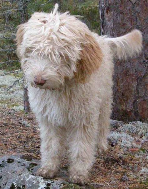 Barbet French Water Dog Oldest French Breed Dog Breed Info