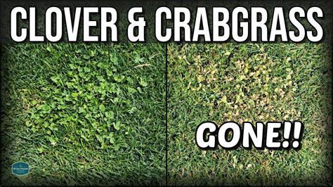 How To Get Rid Of Clover And Crabgrass With Results Youtube