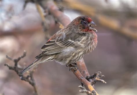 Male House Finch With Mycoplasmal Conjunctivitisdaniel Arndtflickr