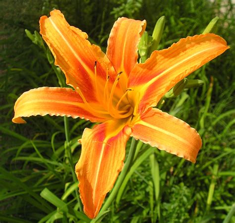 Daylily Hemerocallis Nutrition Facts Benefits Uses Pictures