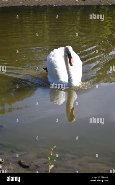A Beautiful But Lonely White Swan On A Small Lake Very Peaceful On A