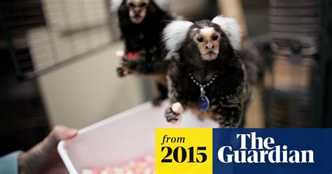 Monkeys Used In Medical Research Kept In Neglectful Conditions Say